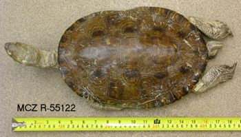 Media type: image; Herpetology R-55122